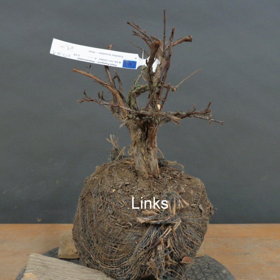 Potentilla, Fingerstrauch, Bonsai